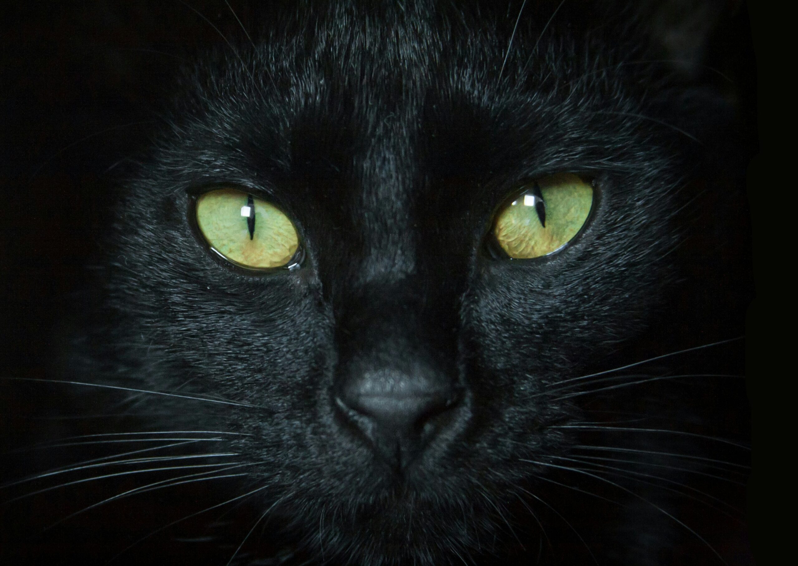 Black Cat Energy: A modern archetype dissected.